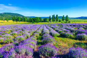      3000x2000 , , , , nature, , trees, lavender, field