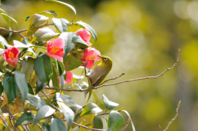 , , , , flowers, branches, bird, the, white-eye, pink, camellia, leaves, , , , , 