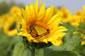      2048x1365 , , , sunflowers, field, , butterfly