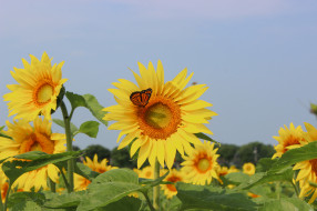      2048x1365 , , field, sunflowers, butterfly, , 
