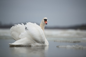      2048x1367 , , swan, lake, , 