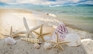     3000x1750 , ,  ,    spa-, starfishes, seashells, , summer, , sky, sand, , , , sunshine, sea, beach