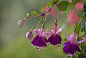 , , , fuchsia, flowering