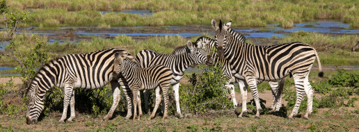      3500x1289 , , , zebras, africa
