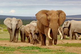      3500x2333 , , elephants, , africa