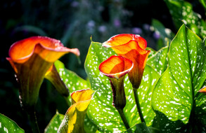      2000x1300 , , leaves, calla, flowers, , , blossoms