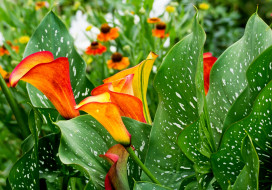      2000x1400 , , blossoms, leaves, calla, flowers, , 