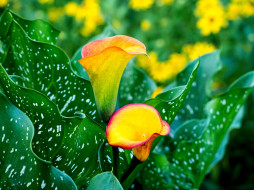      2000x1500 , , , leaves, blossoms, calla, flowers, 