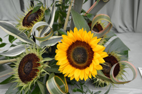      2048x1362 , , , sunflower, flowers, bouquet, 