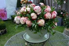      2048x1362 , , cup, , rose, bouquet, flowers, 