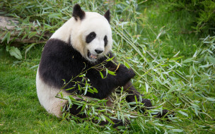 животные, панды, панда, медведь, трава, бамбук