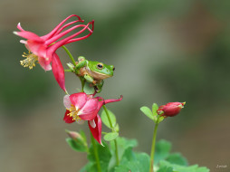 , , frog, , , flower