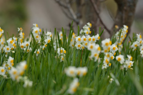      2048x1365 , , , daffodils, meadow, flowers, spring, , , flowering