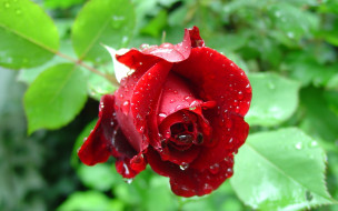      2880x1800 , , , , , flower, rose, bud