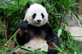 животные, панды, бамбук, панда
