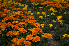 , , , , , , yellow, orange, flowering, bushes, marigold