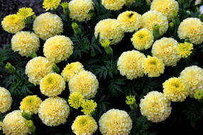 , , , , , yellow, orange, flowering, bushes, marigold