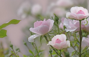      3000x1930 ,  , blossoms, leaves, petals, bud, , , , , rose, 