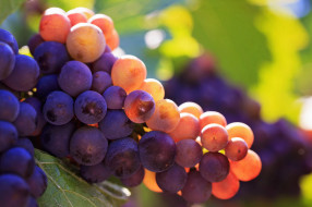      2048x1365 , , , , , bunch, grapes, vineyards