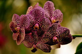      2048x1360 , , flowering, flowers, orchids, 