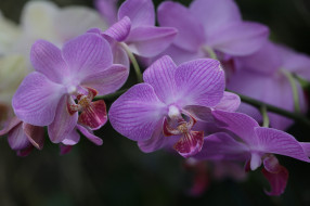      2048x1365 , , orchids, , flowers, flowering