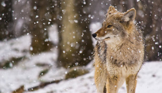 , ,  ,  , coyote, , , snow, canis, latrans