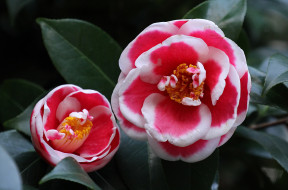      1985x1311 , , bud, , shrubs, flowering, camellia, , leaf, , , 