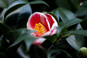      1979x1314 , , camellia, bud, shrubs, flowering, , , leaf, , , 