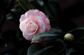      1981x1316 , , camellia, , , , , shrubs, flowering, bud, leaf, 