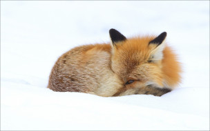      1920x1200 , , fox, , animals, , winter
