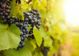      3500x2508 , , grapes, leaves, the, vineyard, , , , 
