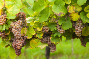     4000x2667 , , leaves, the, vineyard, , , , grapes, 