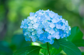      2048x1365 , , splendor, , , , , petals, flowers, blue, hydrangea