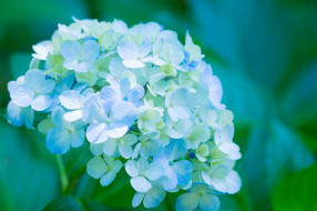, , , splendor, petals, , , flowers, blue, hydrangea, 