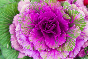      2048x1385 ,  ,  , bloom, cabbage, , , , petals