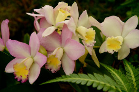 цветы, орхидеи, цветение, flowering, orchids, flowers