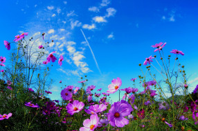цветы, ромашки, лето, небо, поле