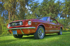 Mustang     2048x1363 mustang, , , 