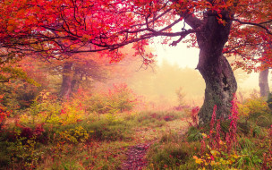      2560x1600 , , , leaves, autumn, , tree, forest