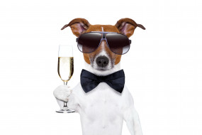   , , , dog, champagne, new, year, happy, , , , 