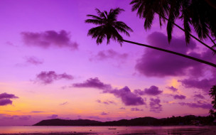      1920x1200 , , , , , , , purple, , , sunset, ocean, sea, palms, beach, paradise, tropical