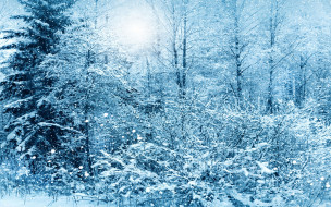      1920x1200 , , , , tree, snow, nature, winter