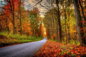      2048x1365 , , nature, forest, park, trees, leaves, colorful, road, path, autumn, fall, colors, walk, , , , , , 