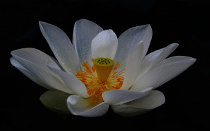     2048x1288 , , , , white, lotus, 