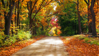      1920x1080 , , nature, forest, park, trees, leaves, colorful, road, path, autumn, fall, colors, walk, , , , , , 