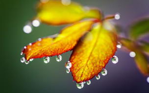      1920x1200 , , drops, rain, autumn, leaves, nature, , , 
