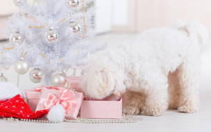 , , dog, new, year, , , , , , christmas