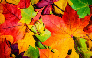      1982x1239 , , , nature, leaves, autumn
