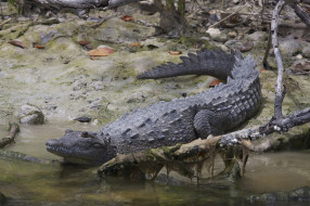 american crocodile, , , 