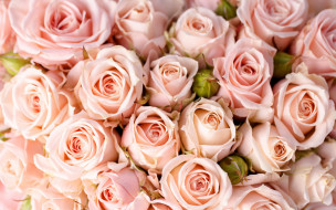      2880x1800 , , bouquet, roses, flowers, 